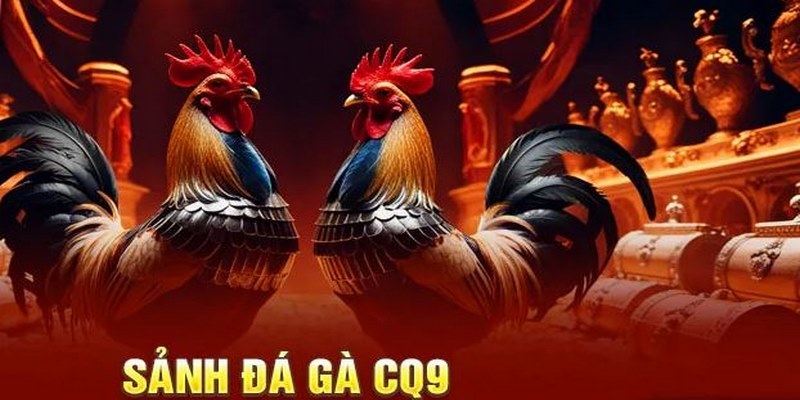 Sảnh cược CQ9 cung cấp đa dạng kèo cược đá gà đỉnh cao