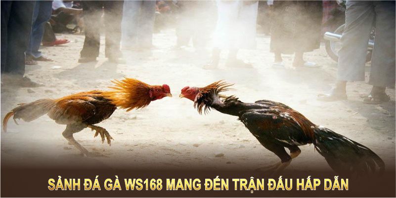 Sảnh đá gà WS168 luôn mang đến những trận đấu hấp dẫn