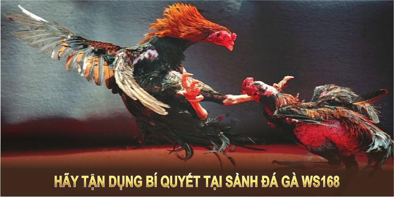 Hãy tận dụng bí quyết tại sảnh đá gà WS168 để thắng lớn